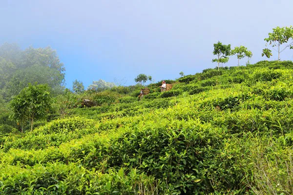 Tea garden in Tinchuley