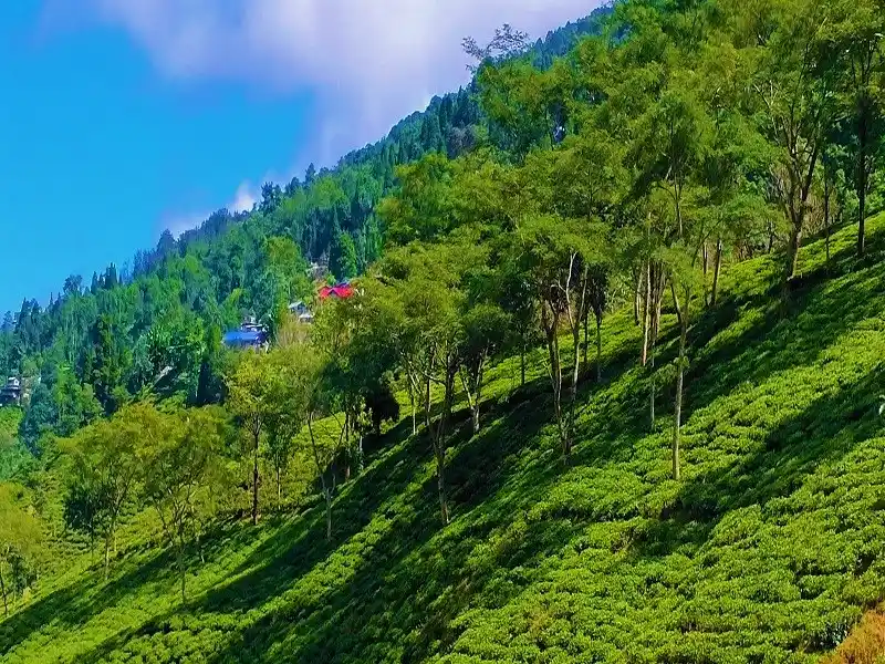 rangaroon tea estate