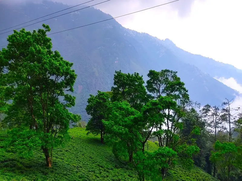 rangaroon tea garden