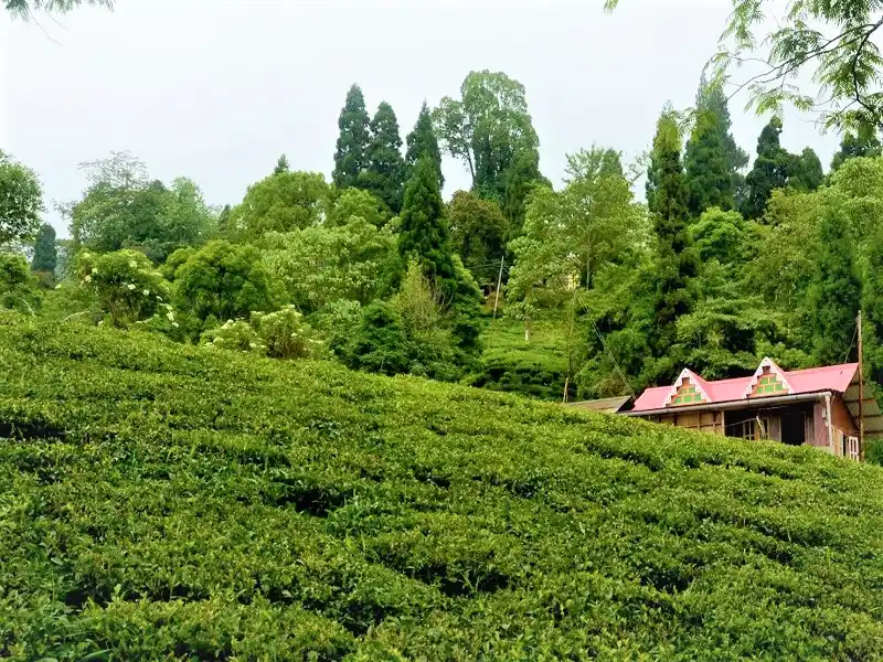 mim tea garden