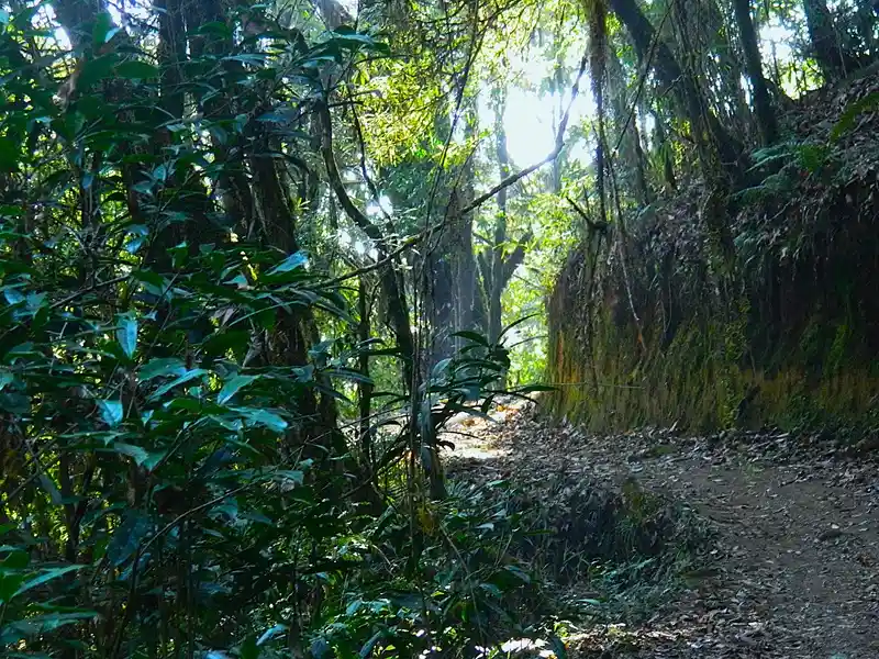 singalila national park forest